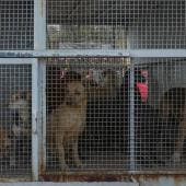 El Refugio Franciscano rechazó los señalamientos de maltrato animal en un comunicado y afirmó que sus cuidadores cuentan con años de experiencia,