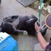 Rescate Refugio Franciscano