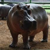 “Rufino”, un ejemplar macho de hipopótamo del Nilo 
