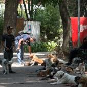 laguna legal traer perros usando celular.jpg