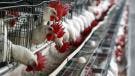México suspende importación de productos avícolas de Brasil por brote de influenza aviar