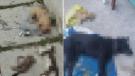 Crueldad animal