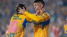 Tigres 
