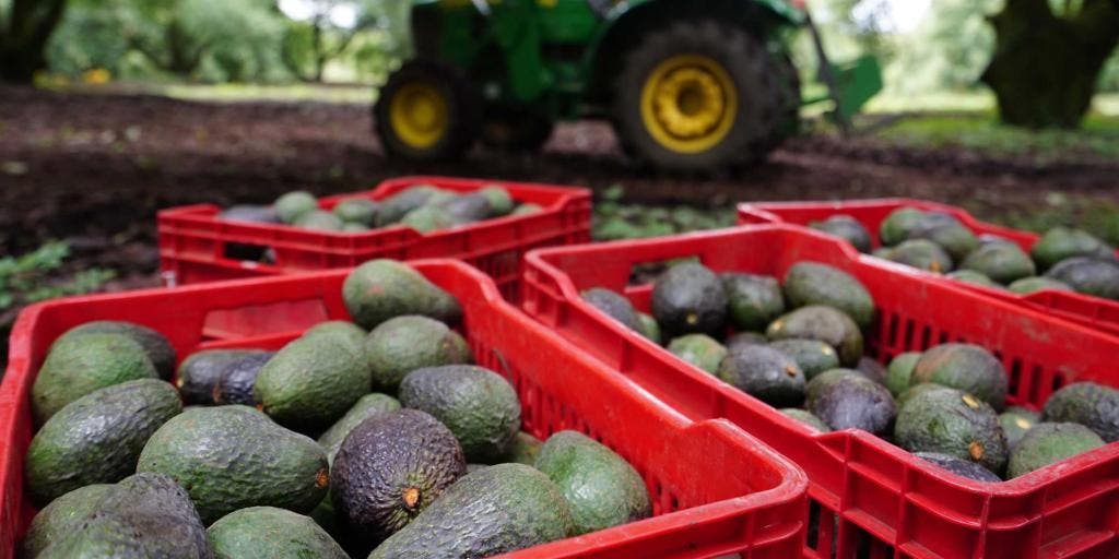 Comerciantes denuncian subida de 40% en precio del aguacate por violencia |  Diario de México