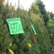 arboles Navidad reciclaje Benito Juarez arboles Navidad reciclaje Benito Juarez