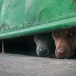 Cotidiana_Perros-1_2 (1) (1).jpg