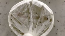 vigilancia dengue Chiapas