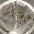 vigilancia dengue Chiapas