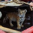 Rescatan a cachorro de tigre de Bengala en taquería de Naucalpan"