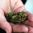 marihuana-mundo.jpg
