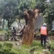 cae arbol Tlacoquemecatl del Valle mujer herida