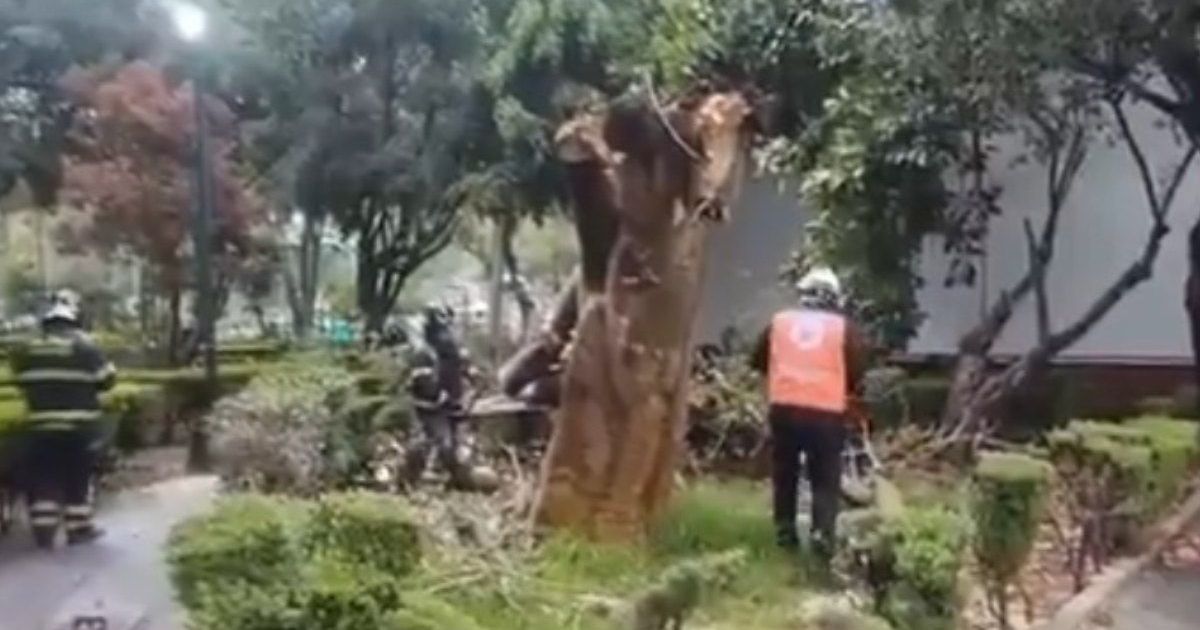 VIDEO | Mujer de la tercera edad resulta herida tras caída de árbol en ...