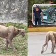 VIDEOS  Captan a puma en calles de Monterrey; instalan trampa para capturarlo
