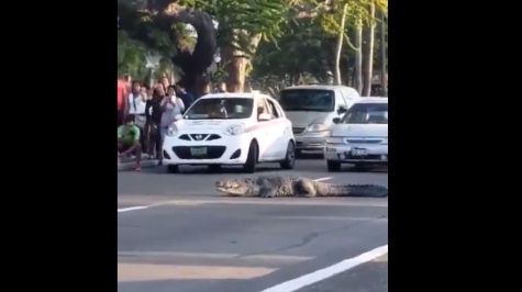 Gigantesco cocodrilo detiene el tráfico para cruzar la calle en Tampico 