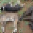 IMÁGENES SENSIBLES Denuncian envenenamiento masivo de perros en SLP; FGE investiga IMÁGENES SENSIBLES Denuncian envenenamiento masivo de perros en SLP; FGE investiga