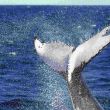 Japón propone añadir a la ballena de aleta a su lista de caza comercial