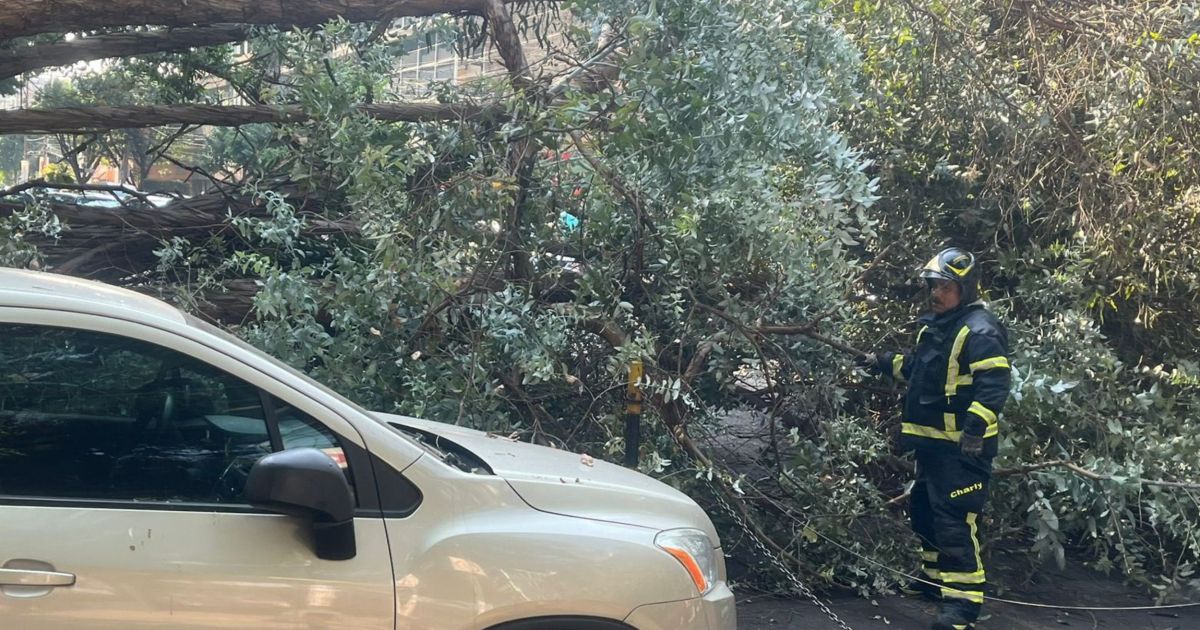 Caída de la rama de un árbol lesiona a joven en la colonia Independencia