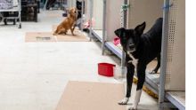 Perros callejeros