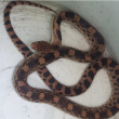 Serpiente es hallada en el motor de un automóvil en Cdmx