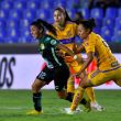 tigres-leon-2.jpg