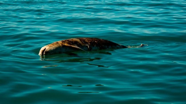 Vaquita_0.jpg