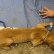 Perros1.jpg