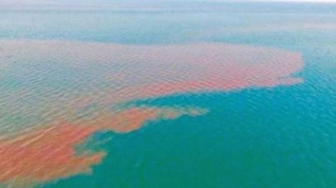 Más de 80 Km de materia fecal recorre el mar de Los Cabos 