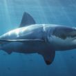 Detectan tiburones intoxicados con cocaína en Brasil
