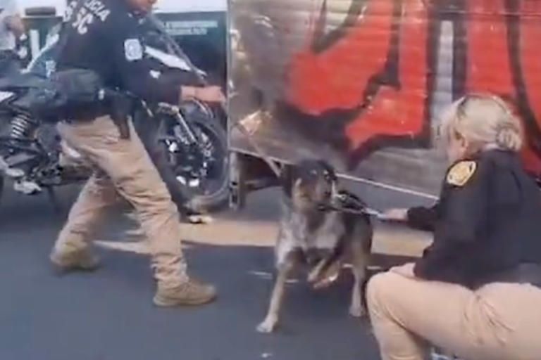 Sujeto es detenido por maltrato animal: Amarró a un perrito a un remolque en la CDMX
