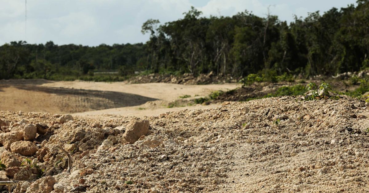 Ecocidio por Tren Maya carga con 10 millones de árboles derribados ...