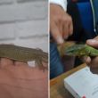reptil_metro_cuauhtemoc.jpg