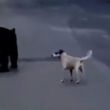 perro-ahuyenta-a-oso-focus-0.16-min0.19-1300-865.jpg