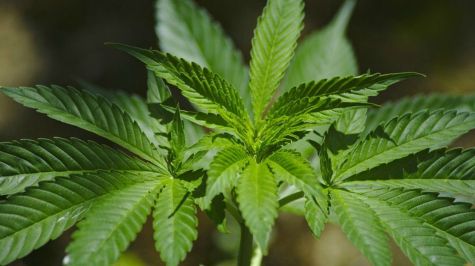 Cofepris libera primer paquete de productos con mariguana