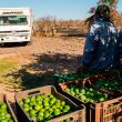 Limoneros