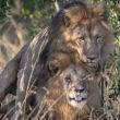 leones enamorados.jpg
