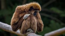 monos.jpg