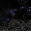 leopardo_negro_kenia.jpg