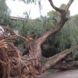 Árbol cae en Atlampa