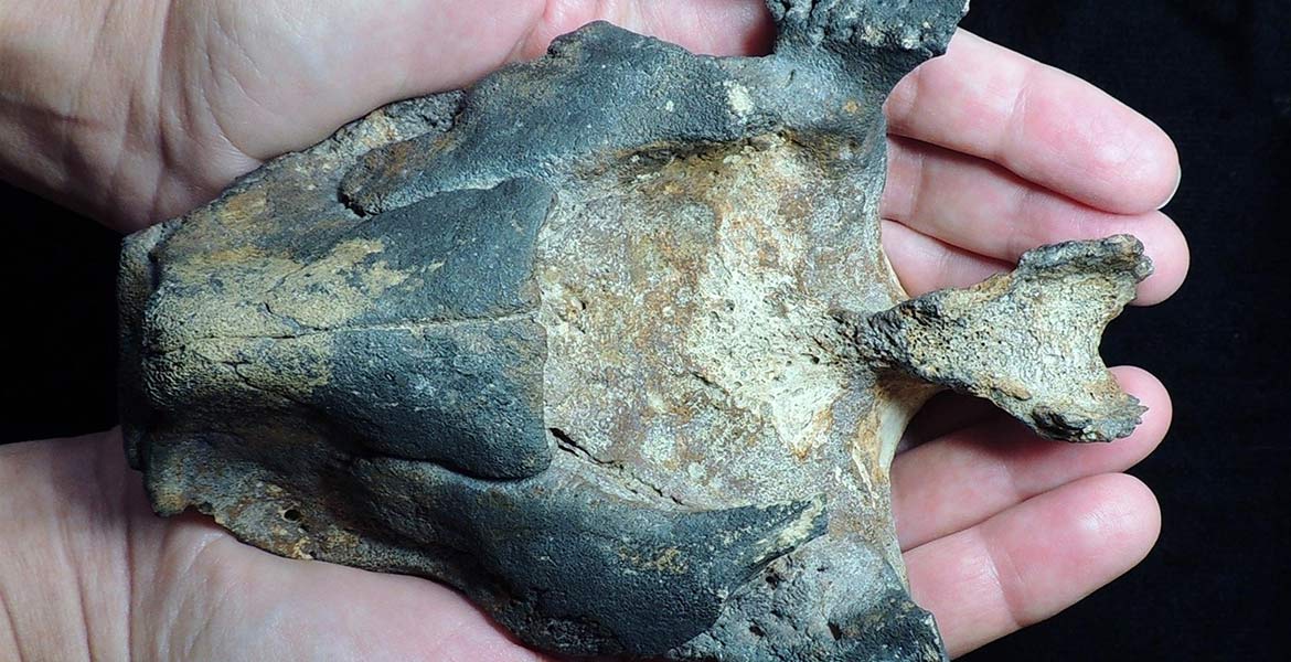 Revela estudio que delfines rosados sobrevivieron a extinción masiva