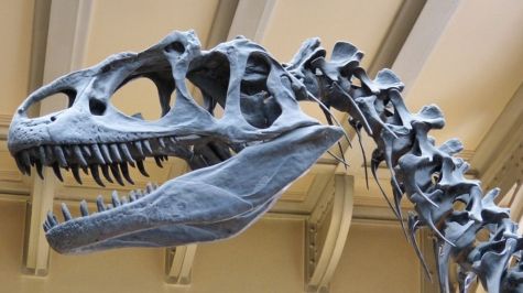 Encuentran una nueva especie de dinosaurio que vivió en el Pirineo