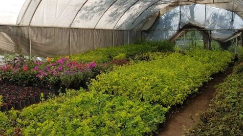 Producen plantas de ornato en Cuautitlán Izcalli