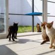 Gatitos