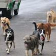 perros-de-la-calle-640x400.jpg