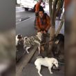 golpeador de perros.jpg
