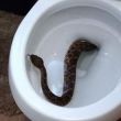 serpiente.jpg