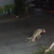 Perro bormista+.jpg