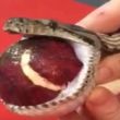 serpiente_0.jpg