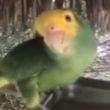 loro.jpg