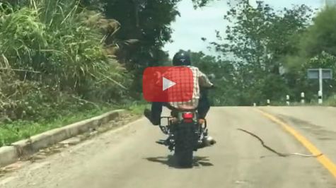 [VIDEO] Serpiente ataca a motociclista en la carretera