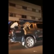 pasear a león.png